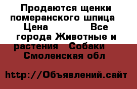 Продаются щенки померанского шпица › Цена ­ 45 000 - Все города Животные и растения » Собаки   . Смоленская обл.